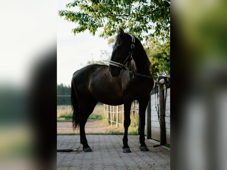 Sportivo Spagnolo / Sportivo della Spagna Castrone 15 Anni 165 cm Morello in Inning am Ammersee