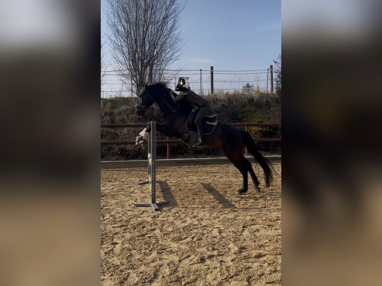 Sportivo Spagnolo / Sportivo della Spagna Castrone 15 Anni 165 cm Morello in Inning am Ammersee