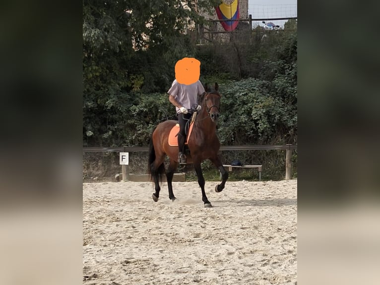 Sportivo Spagnolo / Sportivo della Spagna Castrone 15 Anni 174 cm Baio in Sant Feliu De Codines