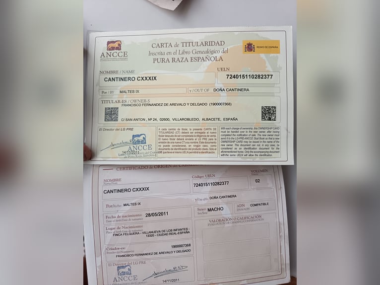 Sportivo Spagnolo / Sportivo della Spagna Castrone 15 Anni 174 cm Baio in Sant Feliu De Codines