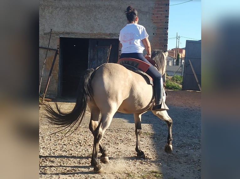 Sportivo Spagnolo / Sportivo della Spagna Castrone 15 Anni Falbo in Zamora