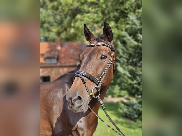 Sportivo Spagnolo / Sportivo della Spagna Castrone 16 Anni 165 cm Baio nero in Isernhagen