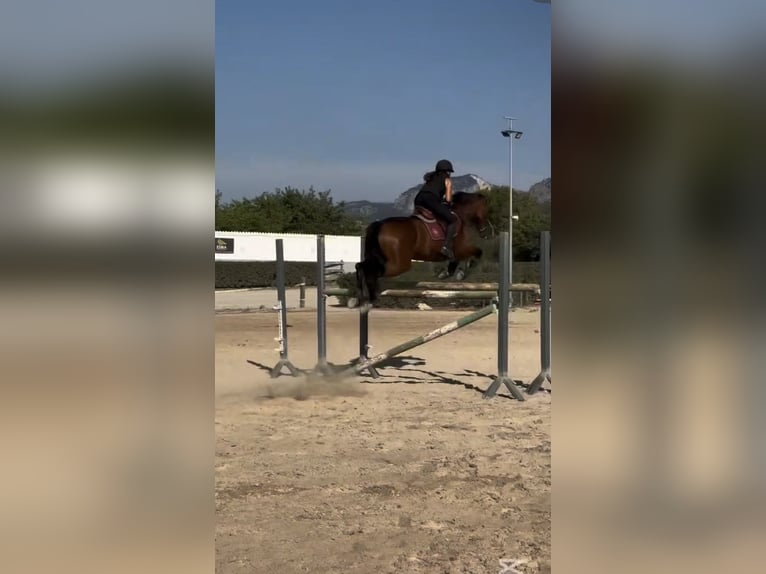 Sportivo Spagnolo / Sportivo della Spagna Castrone 17 Anni 165 cm Baio scuro in Inca