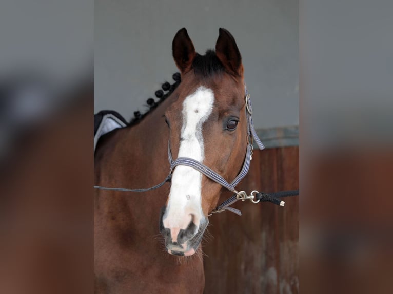 Sportivo Spagnolo / Sportivo della Spagna Castrone 18 Anni 165 cm Baio in Cabaneta (Sa) Sportivo Spagnolo / Sportivo della Spagna Castrone 18 Anni 165 cm Baio in Cabaneta (Sa)