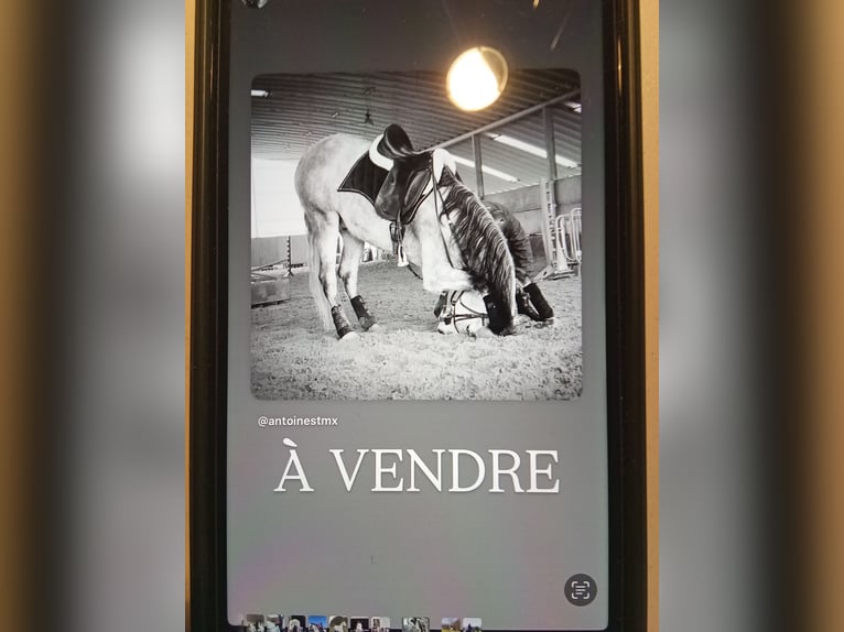 Sportivo Spagnolo / Sportivo della Spagna Castrone 20 Anni 168 cm Grigio in Thourotte