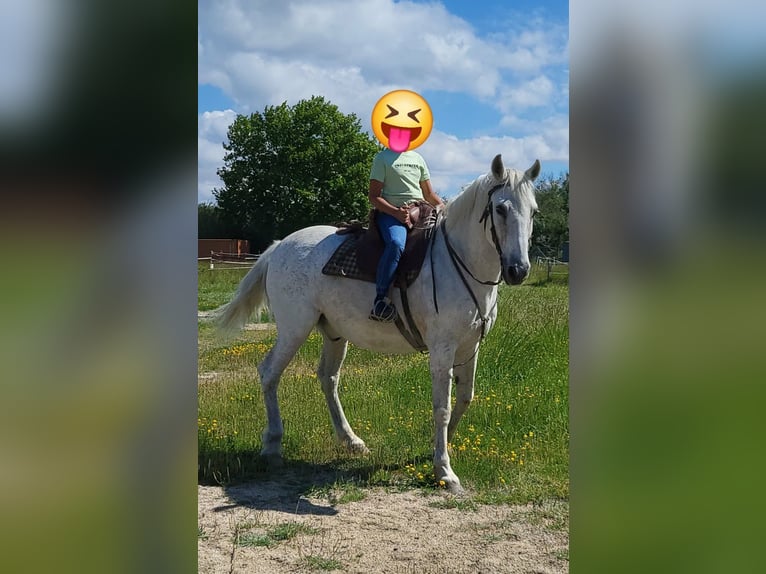 Sportivo Spagnolo / Sportivo della Spagna Mix Castrone 21 Anni Bianco in Arles