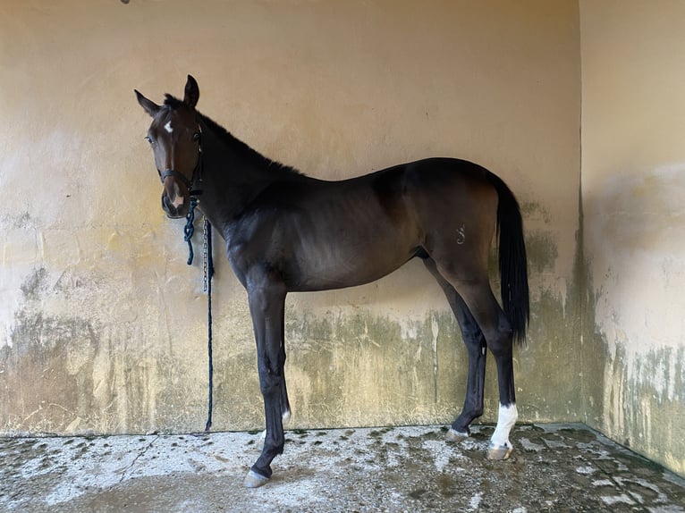 Sportivo Spagnolo / Sportivo della Spagna Castrone 2 Anni 158 cm Morello in Mijas