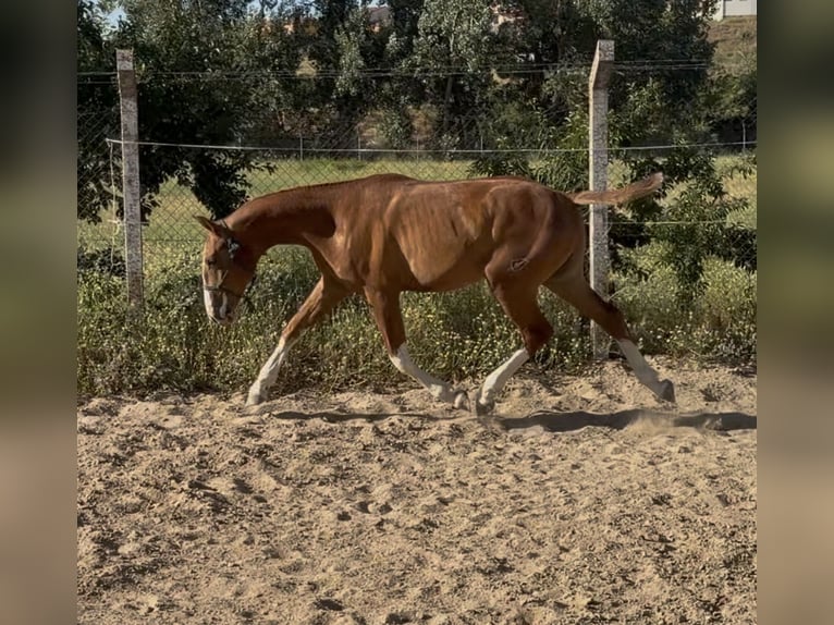 Sportivo Spagnolo / Sportivo della Spagna Castrone 2 Anni 161 cm Sauro in Tordesillas
