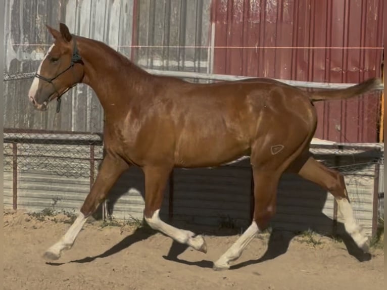 Sportivo Spagnolo / Sportivo della Spagna Castrone 2 Anni 161 cm Sauro in Tordesillas
