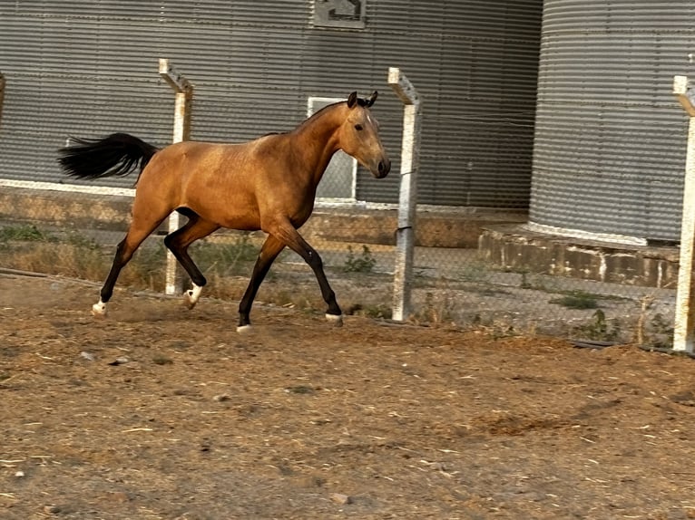 Sportivo Spagnolo / Sportivo della Spagna Castrone 2 Anni 164 cm Falbo in Tordesillas