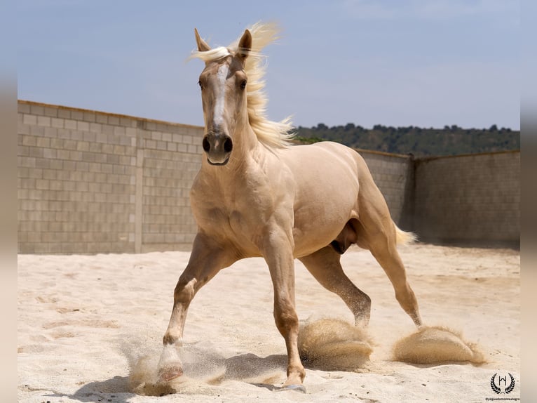 Sportivo Spagnolo / Sportivo della Spagna Castrone 3 Anni 169 cm Palomino in Navalperal De Pinares