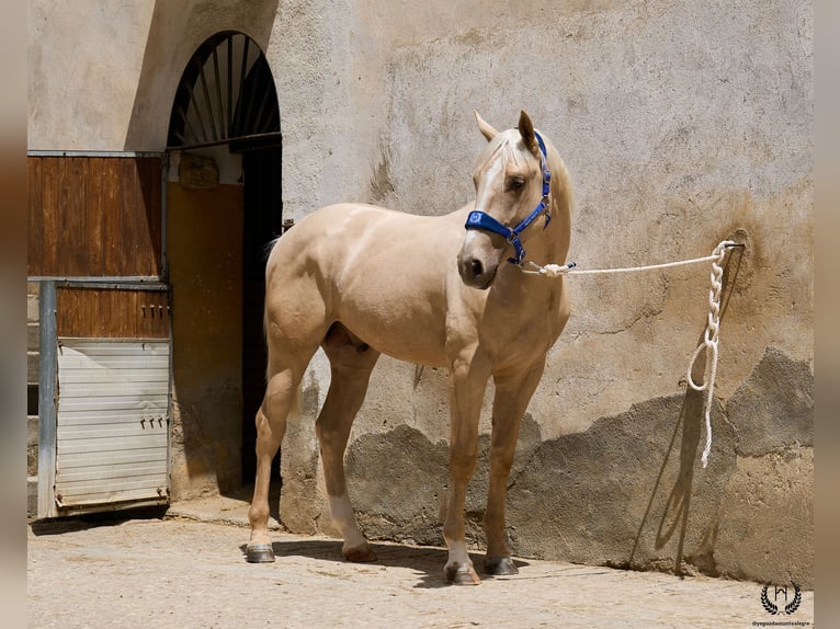 Sportivo Spagnolo / Sportivo della Spagna Castrone 3 Anni 169 cm Palomino in Navalperal De Pinares