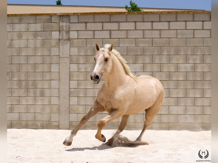 Sportivo Spagnolo / Sportivo della Spagna Castrone 3 Anni 169 cm Palomino in Navalperal De Pinares