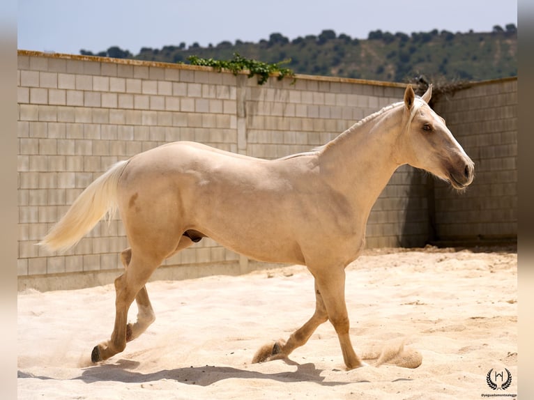 Sportivo Spagnolo / Sportivo della Spagna Castrone 3 Anni 169 cm Palomino in Navalperal De Pinares