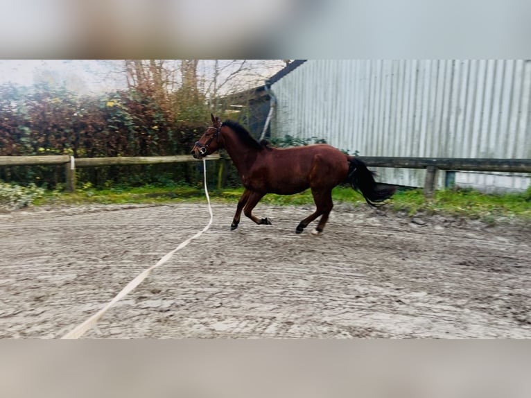 Sportivo Spagnolo / Sportivo della Spagna Castrone 4 Anni 155 cm Baio in DortmundDortmund