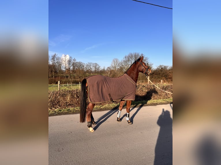 Sportivo Spagnolo / Sportivo della Spagna Castrone 4 Anni 155 cm Baio in DortmundDortmund