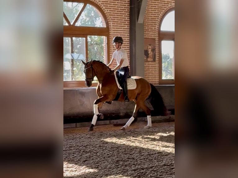 Sportivo Spagnolo / Sportivo della Spagna Castrone 4 Anni 160 cm Baio in Paracuellos De Jarama Sportivo Spagnolo / Sportivo della Spagna Castrone 4 Anni 160 cm Baio in Paracuellos De Jarama