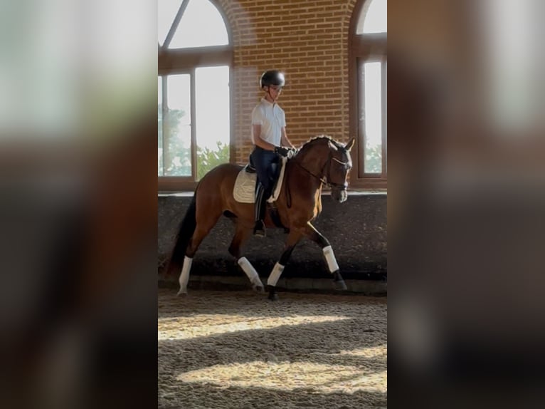 Sportivo Spagnolo / Sportivo della Spagna Castrone 4 Anni 160 cm Baio in Paracuellos De Jarama Sportivo Spagnolo / Sportivo della Spagna Castrone 4 Anni 160 cm Baio in Paracuellos De Jarama