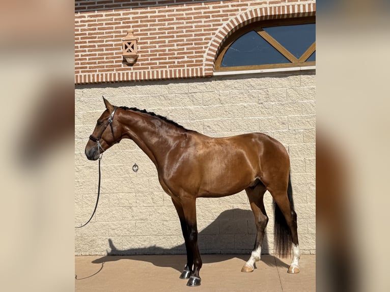 Sportivo Spagnolo / Sportivo della Spagna Castrone 4 Anni 160 cm Baio in Paracuellos De Jarama Sportivo Spagnolo / Sportivo della Spagna Castrone 4 Anni 160 cm Baio in Paracuellos De Jarama