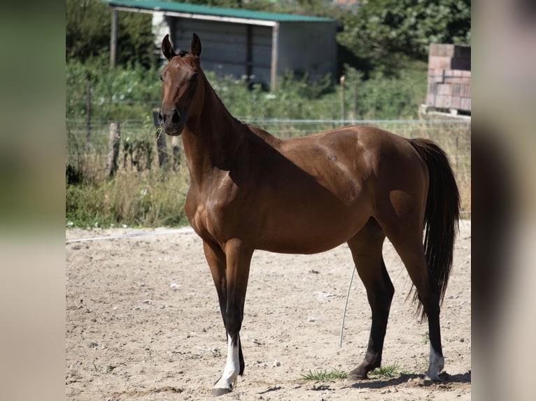 Sportivo Spagnolo / Sportivo della Spagna Castrone 4 Anni 160 cm Baio in Huesca