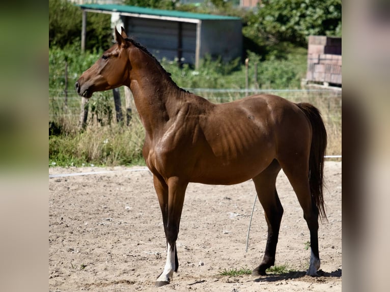 Sportivo Spagnolo / Sportivo della Spagna Castrone 4 Anni 160 cm Baio in Huesca