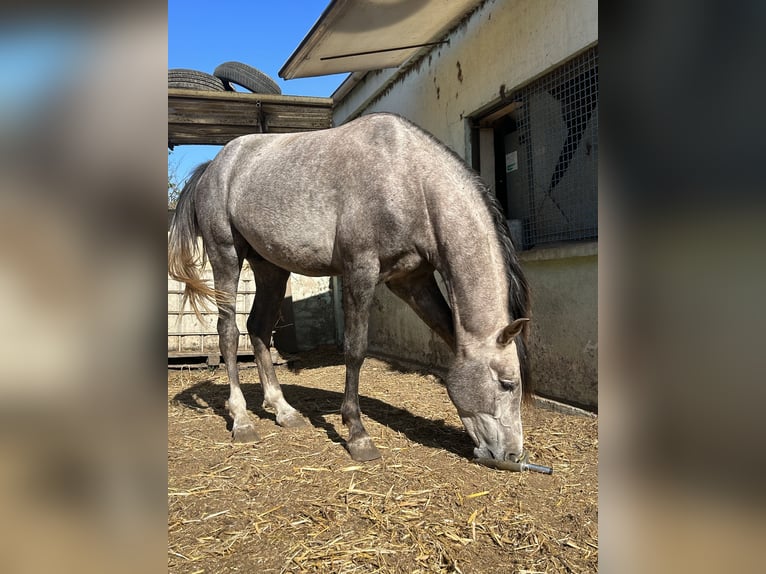 Sportivo Spagnolo / Sportivo della Spagna Castrone 4 Anni 161 cm Morello in Pamplona/Iruña