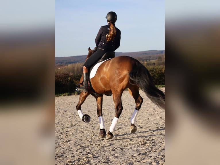 Sportivo Spagnolo / Sportivo della Spagna Castrone 4 Anni 165 cm Baio chiaro in Bordeaux