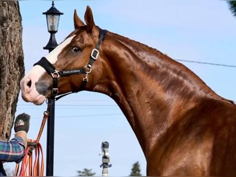 Sportivo Spagnolo / Sportivo della Spagna Castrone 4 Anni 175 cm Sauro in Orriols