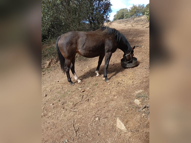 Sportivo Spagnolo / Sportivo della Spagna Castrone 4 Anni Baio scuro in Avila