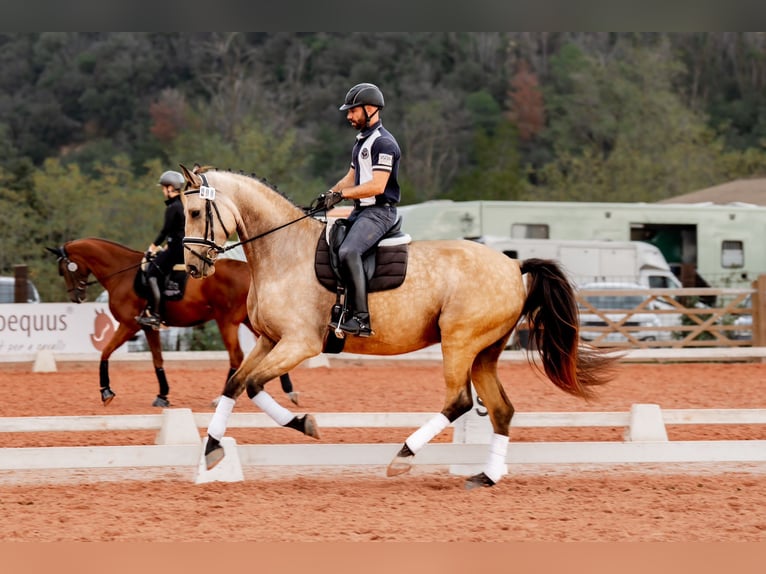Sportivo Spagnolo / Sportivo della Spagna Castrone 5 Anni 174 cm Falbo in Banyoles