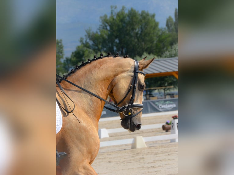 Sportivo Spagnolo / Sportivo della Spagna Castrone 5 Anni 174 cm Falbo in Banyoles