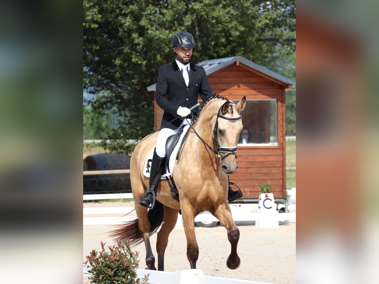 Sportivo Spagnolo / Sportivo della Spagna Castrone 5 Anni 174 cm Falbo in Banyoles