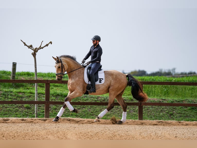 Sportivo Spagnolo / Sportivo della Spagna Castrone 5 Anni 174 cm Falbo in Banyoles