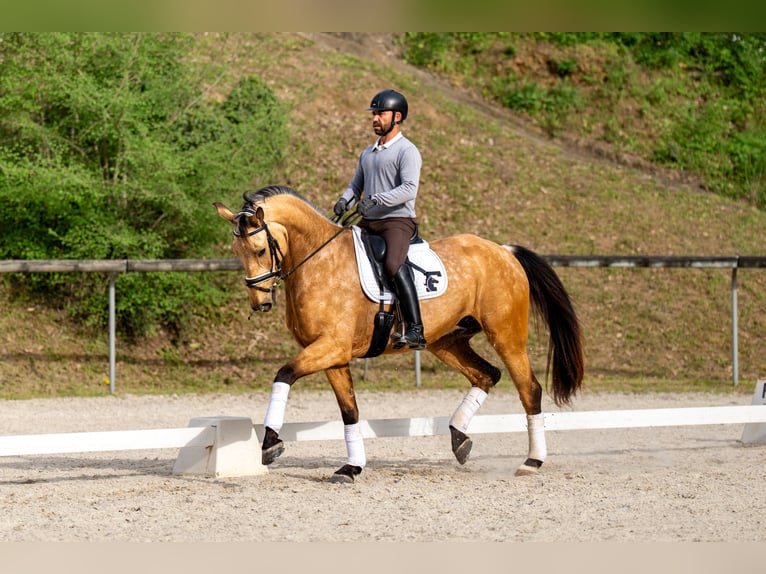 Sportivo Spagnolo / Sportivo della Spagna Castrone 5 Anni 174 cm Falbo in Banyoles