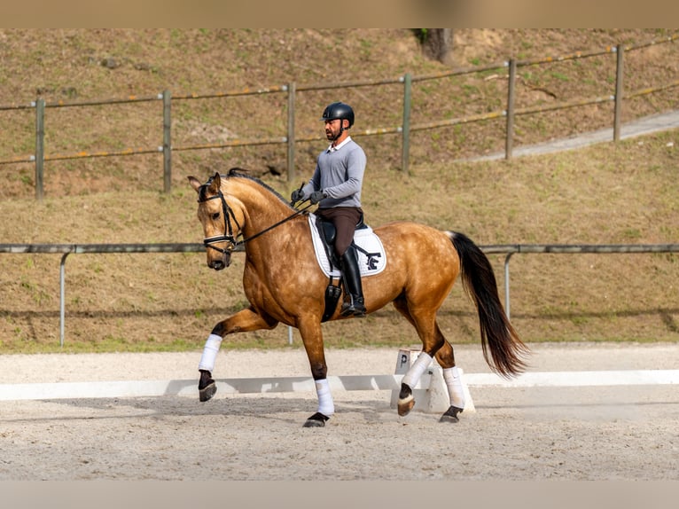 Sportivo Spagnolo / Sportivo della Spagna Castrone 5 Anni 174 cm Falbo in Banyoles
