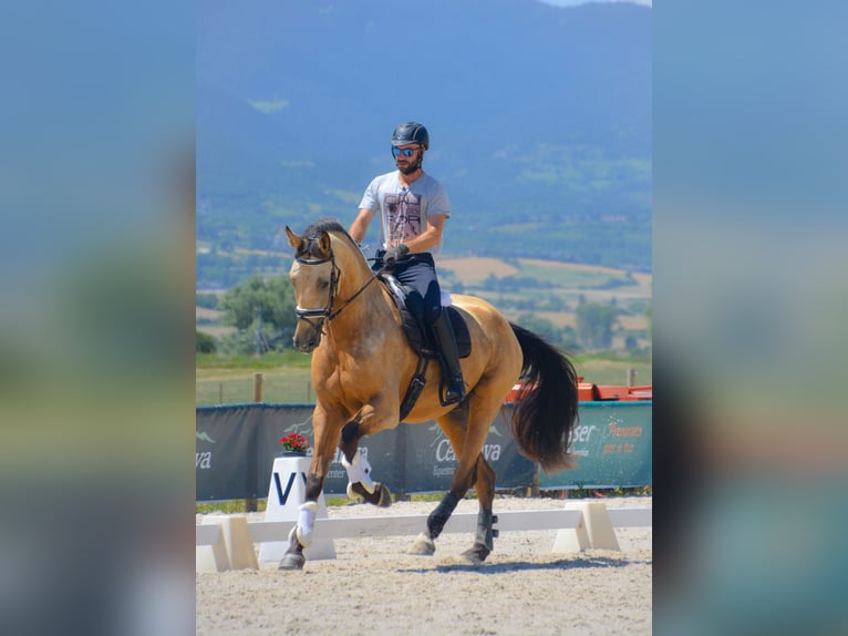 Sportivo Spagnolo / Sportivo della Spagna Castrone 5 Anni 174 cm Falbo in Banyoles