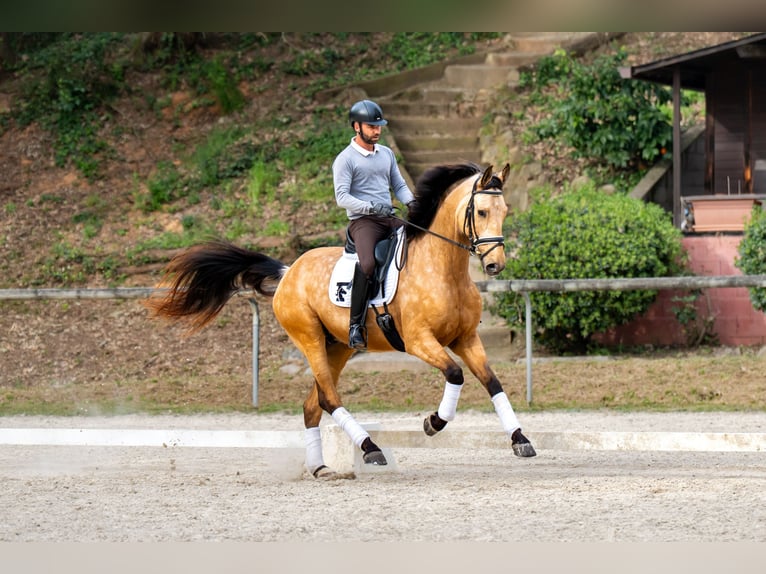 Sportivo Spagnolo / Sportivo della Spagna Castrone 5 Anni 174 cm Falbo in Banyoles