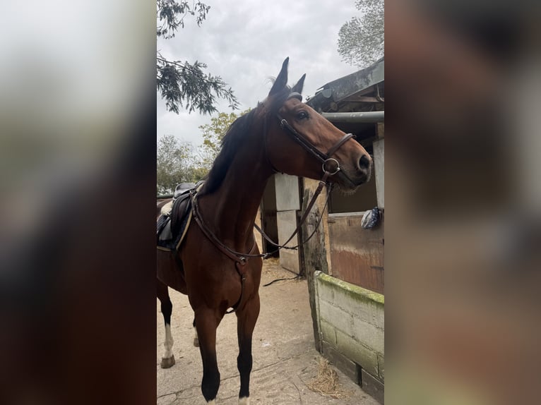 Sportivo Spagnolo / Sportivo della Spagna Castrone 5 Anni 177 cm Baio in Boo De Pielagos