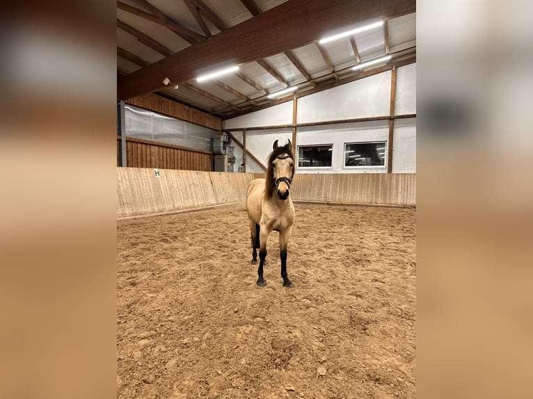 Sportivo Spagnolo / Sportivo della Spagna Castrone 6 Anni 148 cm Pelle di daino in Leipzig