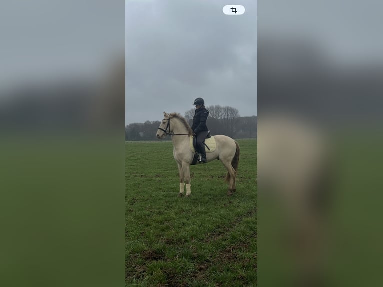 Sportivo Spagnolo / Sportivo della Spagna Castrone 6 Anni 154 cm Cremello in Wachtendonk