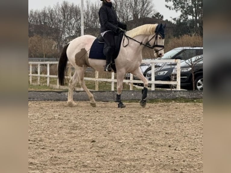 Sportivo Spagnolo / Sportivo della Spagna Castrone 6 Anni 158 cm Pezzato in Zaragoza
