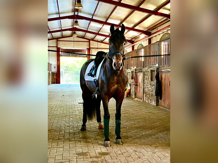 Sportivo Spagnolo / Sportivo della Spagna Castrone 6 Anni 160 cm Baio in Los Arenales Del Sol