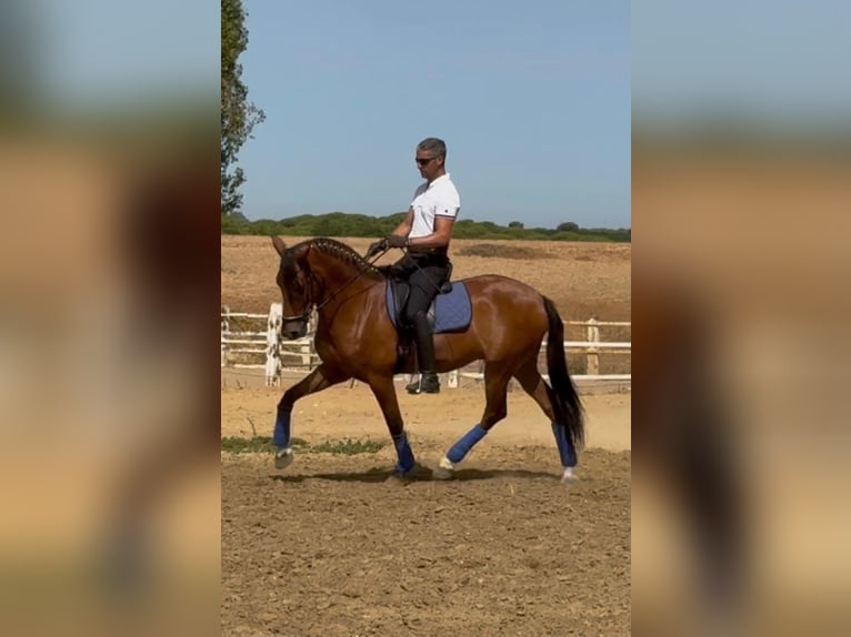 Sportivo Spagnolo / Sportivo della Spagna Castrone 6 Anni 163 cm Baio ciliegia in Huelva