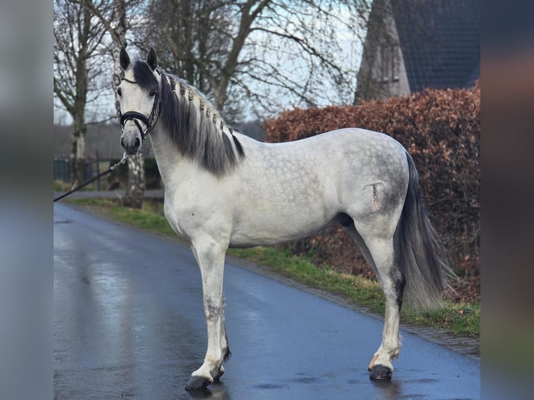 Sportivo Spagnolo / Sportivo della Spagna Castrone 6 Anni 168 cm Grigio in Someren