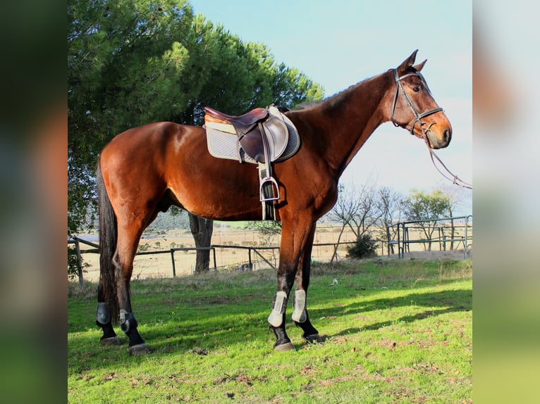 Sportivo Spagnolo / Sportivo della Spagna Castrone 6 Anni 172 cm Baio in Caceres