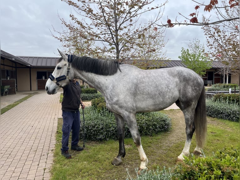 Sportivo Spagnolo / Sportivo della Spagna Castrone 6 Anni 175 cm Sauro scuro in San Martin de la Vega