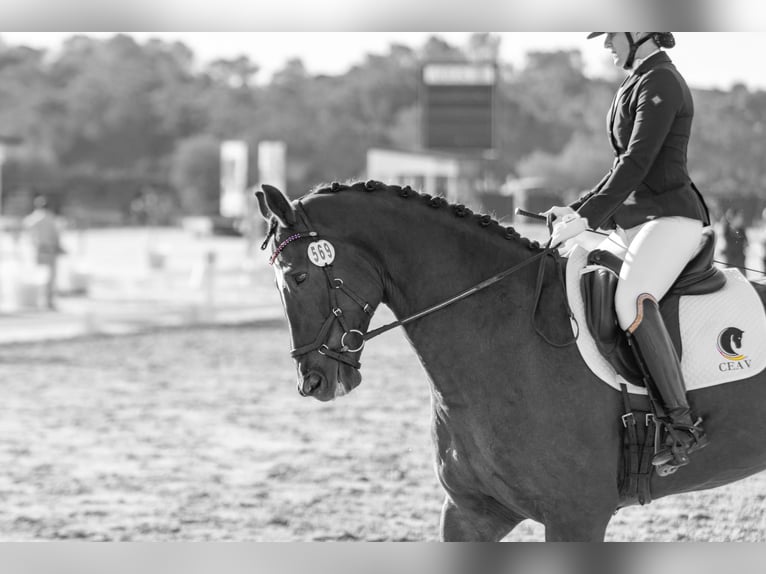 Sportivo Spagnolo / Sportivo della Spagna Castrone 6 Anni 177 cm Sauro in San Javier