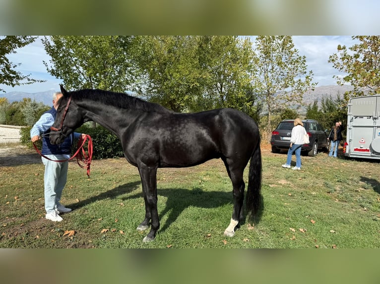 Sportivo Spagnolo / Sportivo della Spagna Castrone 7 Anni 163 cm Morello in Segovia