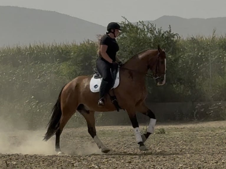 Sportivo Spagnolo / Sportivo della Spagna Castrone 7 Anni 172 cm Baio ciliegia in Coín, Malaga