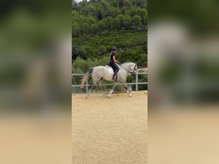 Sportivo Spagnolo / Sportivo della Spagna Castrone 7 Anni 173 cm Grigio in Prado Del Rey